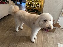 Diamond Dog Pet Salon & Spa